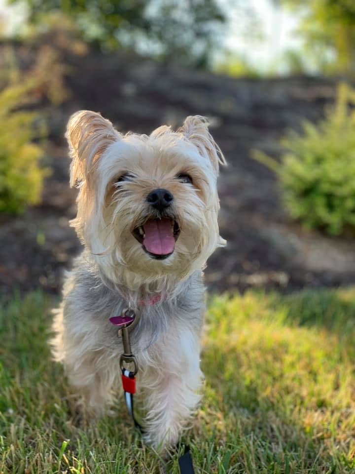 Happy Yorkie enjoying a walk with Moms4Paws
