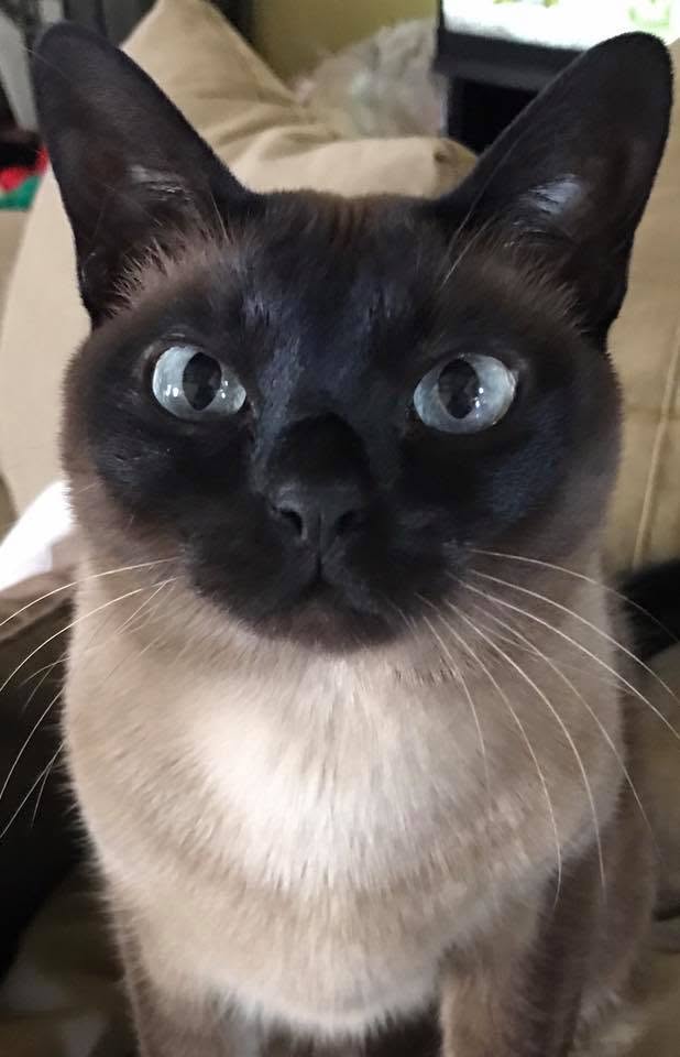 Sweet cat in our care
