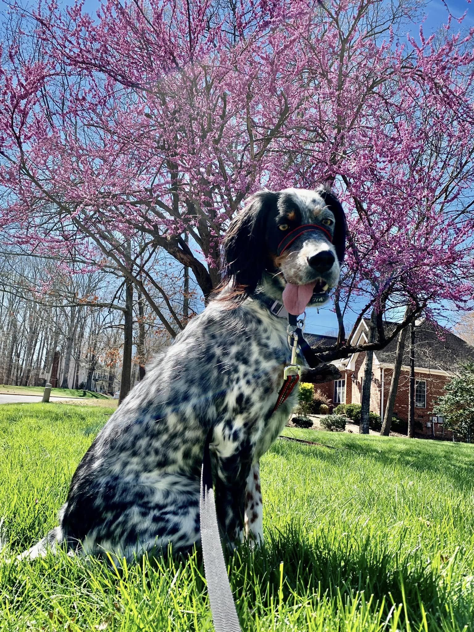 Happy dog enjoying the outdoors