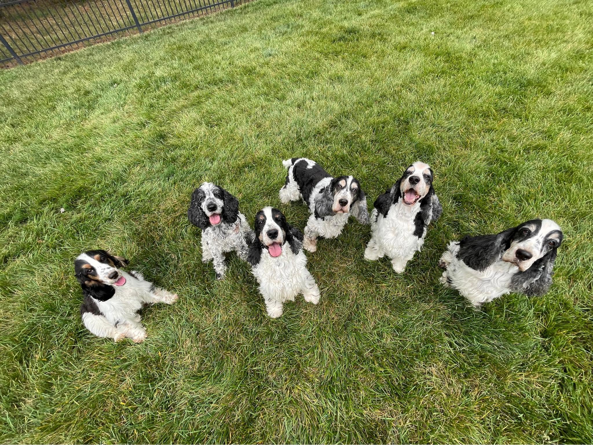 Happy group of Cocker Spaniels cared for by Moms4Paws