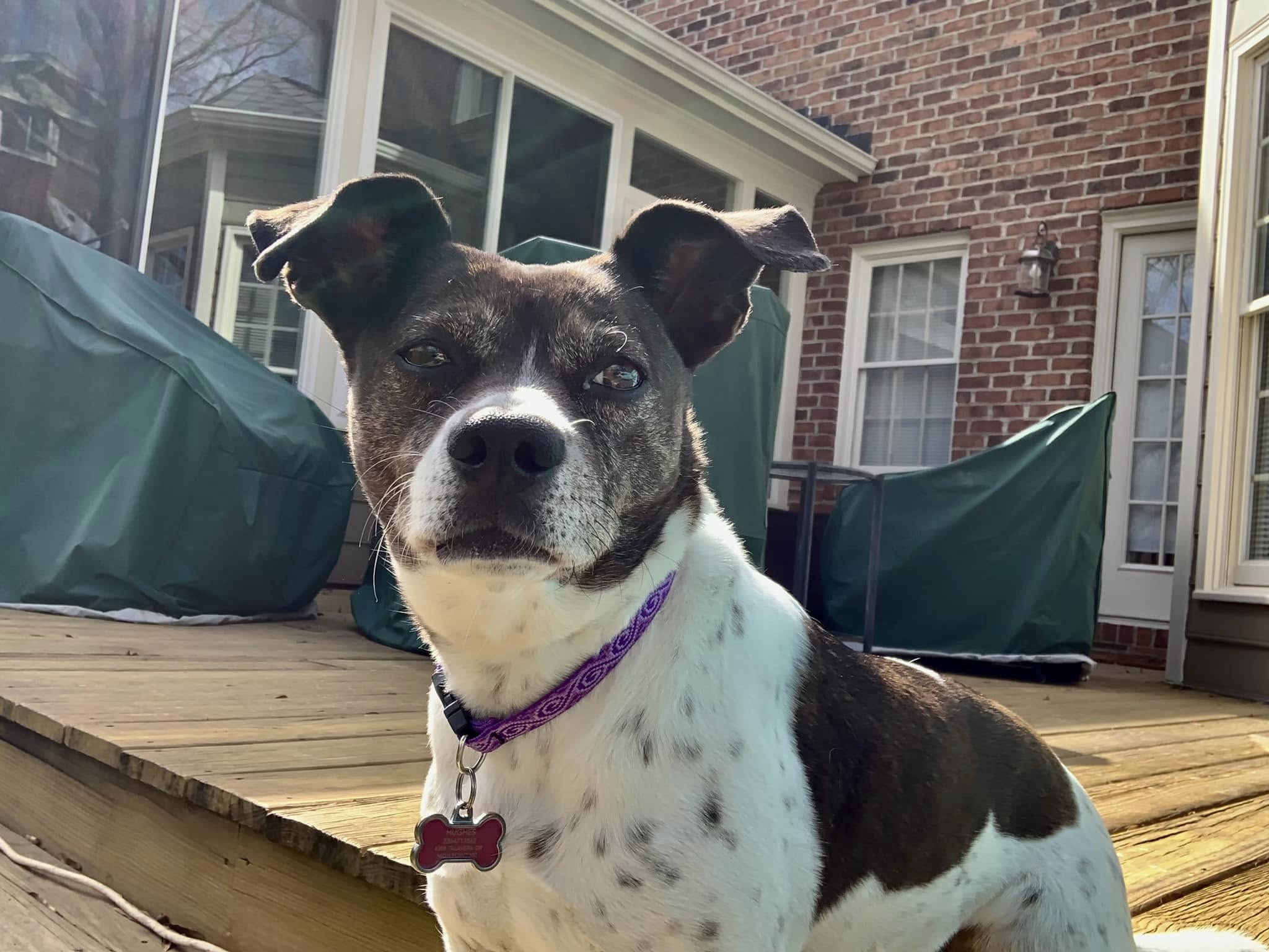 Happy dog relaxing outdoors