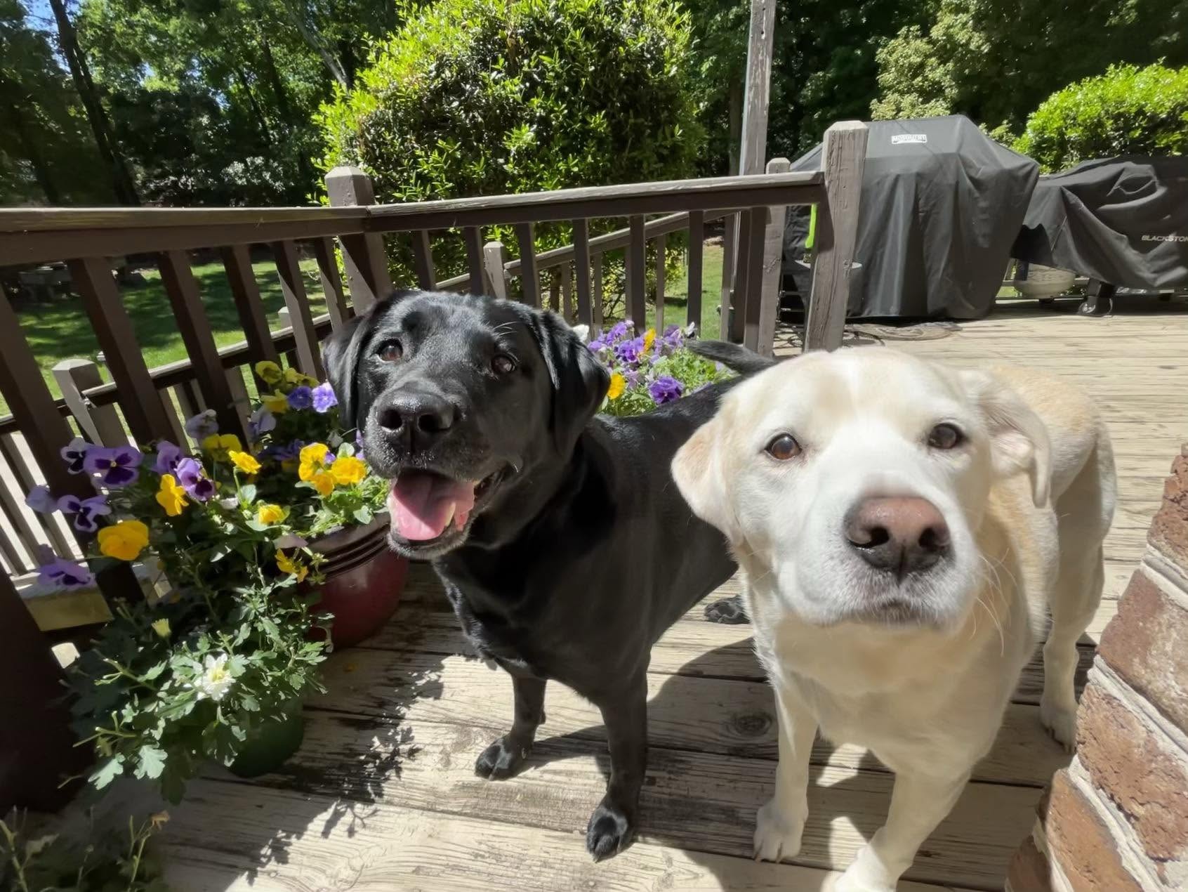Cinder and Sammy, Labs enjoying a sunny day