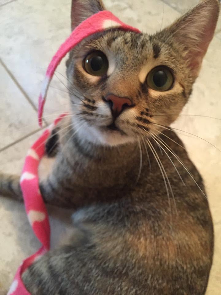 Adorable cat client